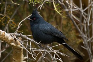 Phainopepla, male