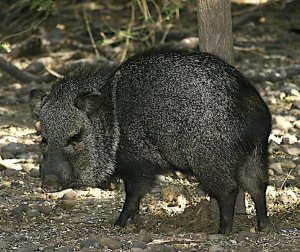 Javalina