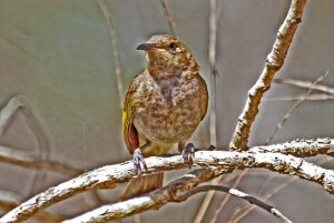 What Species of Honeyeater ?