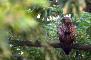 Common Buzzard