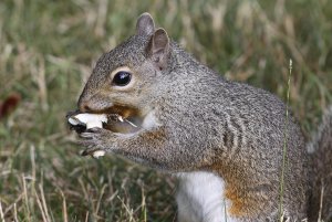 Eastern Grey Squirrel