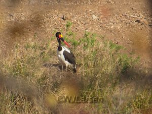 Saddle-billed Stork