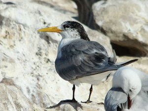 Swift Tern