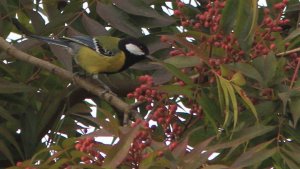 Green-backed Tit