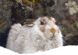 Mountain Hare