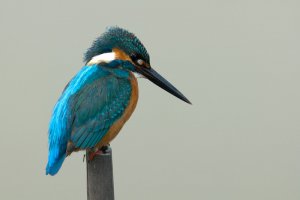 Common Kingfisher