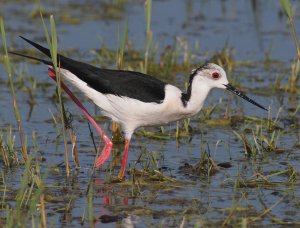 black winged stilt