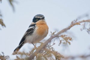 Pririt batis (female) - Batis pririt