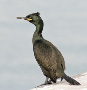 Phalacrocorax aristotelis