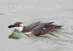 Razorbill