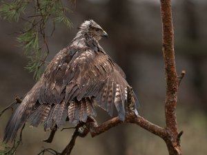 Buzzard  la Cormorant