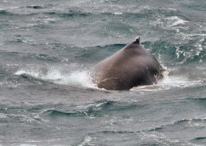 Humpback Whale