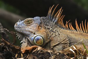 Green Iguana (male)