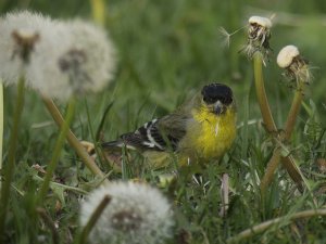 Lesser Goldfinch, male