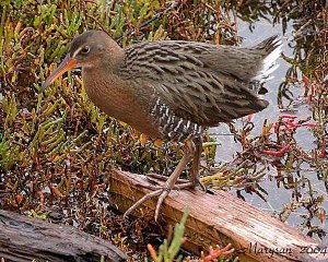 Clapper Rail