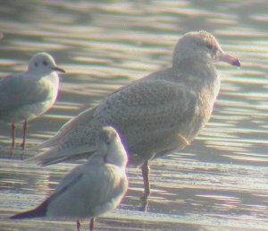 Glaucous Gull