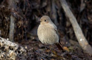 Black Redstart