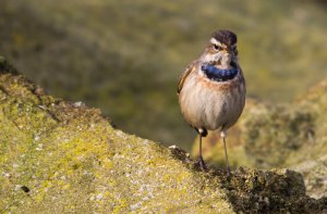 Bluethroat