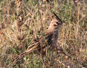 lark-like brushrunner