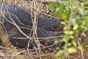 Texas Indigo Snake