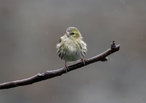 siskin_28