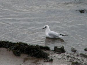 Black-headed Gull