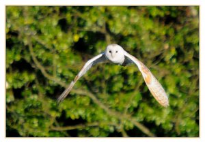 Barn Owl