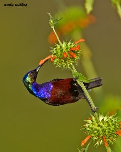 superb sunbird