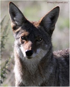 Portrait of a Wild Coyote