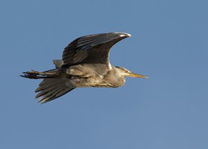 Grey heron in flight.