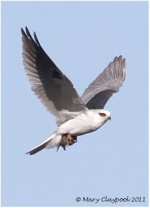 White-tailed Kite + Prey