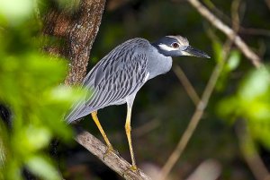 Yellow-crowned Night Heron