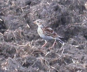 Skylark in the muck