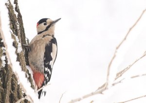 Syrian Woodpecker