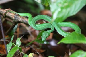 Bamboo Viper