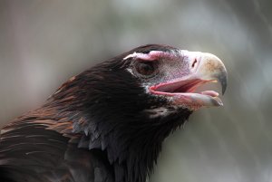 Portrait of a female Wedge-Tailed Eagle, Aquila audax