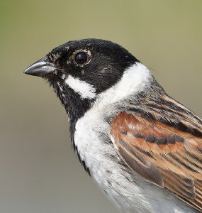 Reed Bunting Portrait