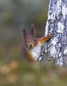 Red Squirrel