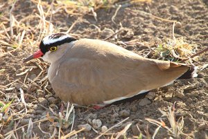 Crowned Lapwing Plover, Vanellus coronatus