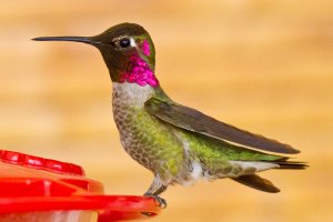 ANNA'S HUMMINGBIRD