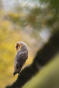 Barn owl