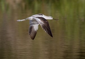 American Avocet