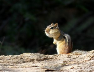 Chubby Cheeks