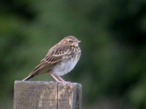 Meadow Pipit