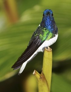 White-necked Jacobin (male)