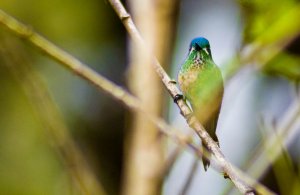 Andean Emerald