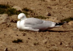 Common Gull loafing