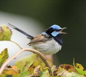 Superb fairy-wren