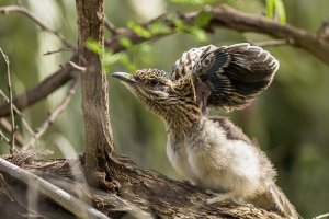 FLEDGLING GREATER ROADRUNNER