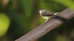 Northern Waterthrush